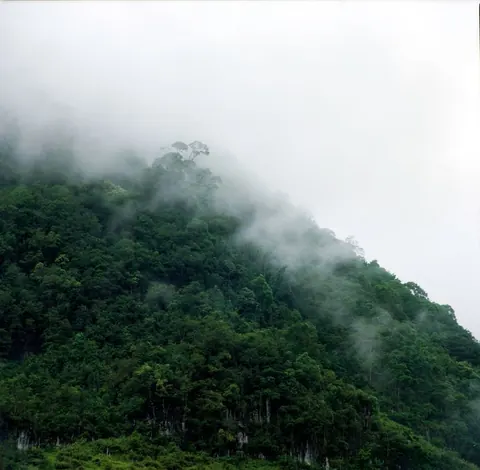 Forested hillside disappearing into mist in Cat Ba National Park