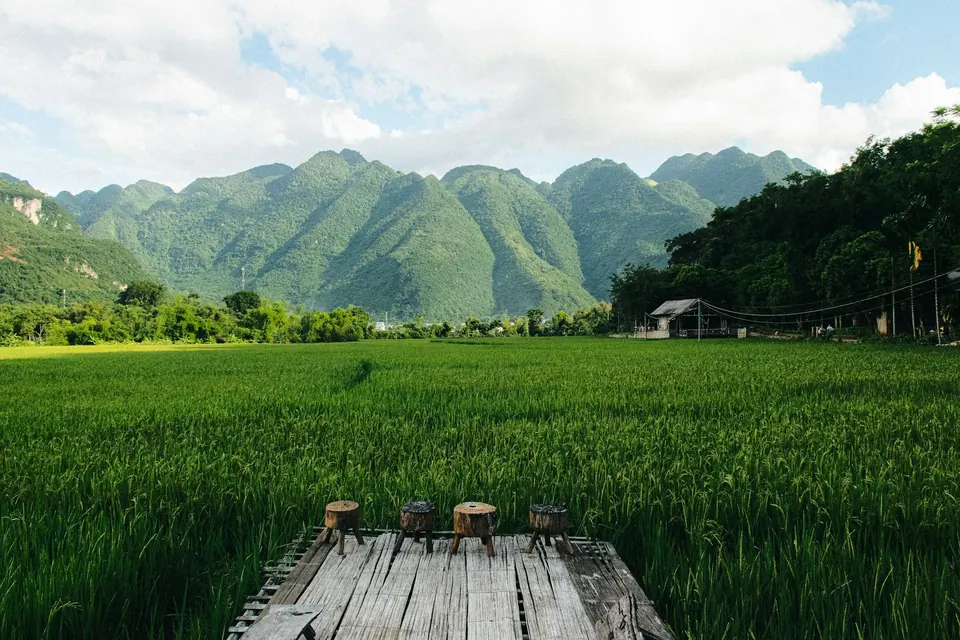 Wooden homestay platform standing over green rice paddies in Mai Chau valley, Vietnam, limestone mountains behind