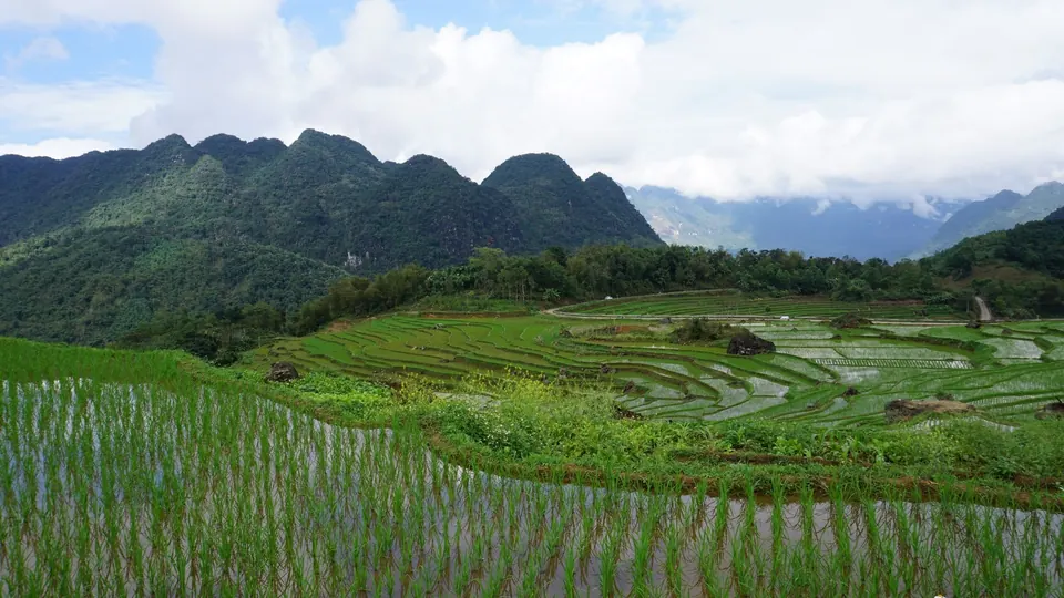 Rice terraces climbing a forested mountain slope in Pu Luong Nature Reserve, Vietnam