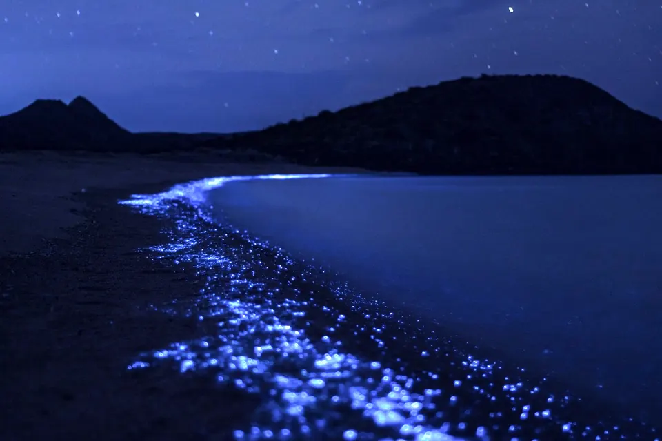 Blue glowing plankton along the shore at night